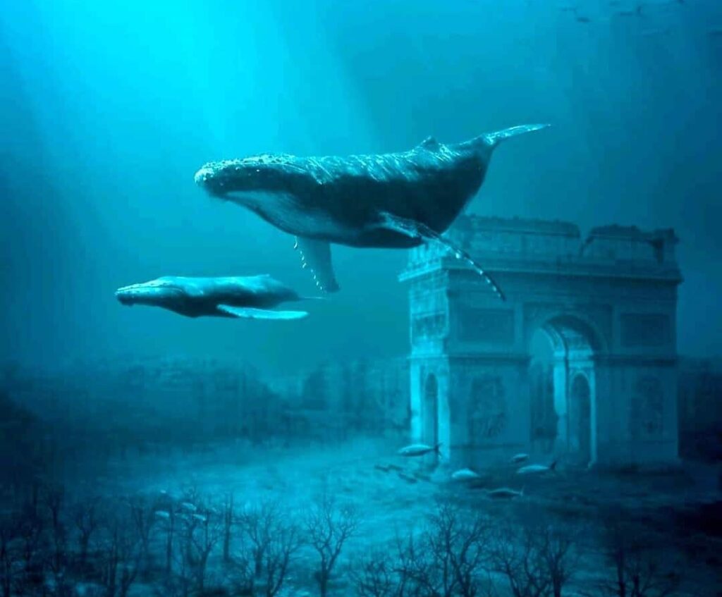 baleine au fond de l'ocean
